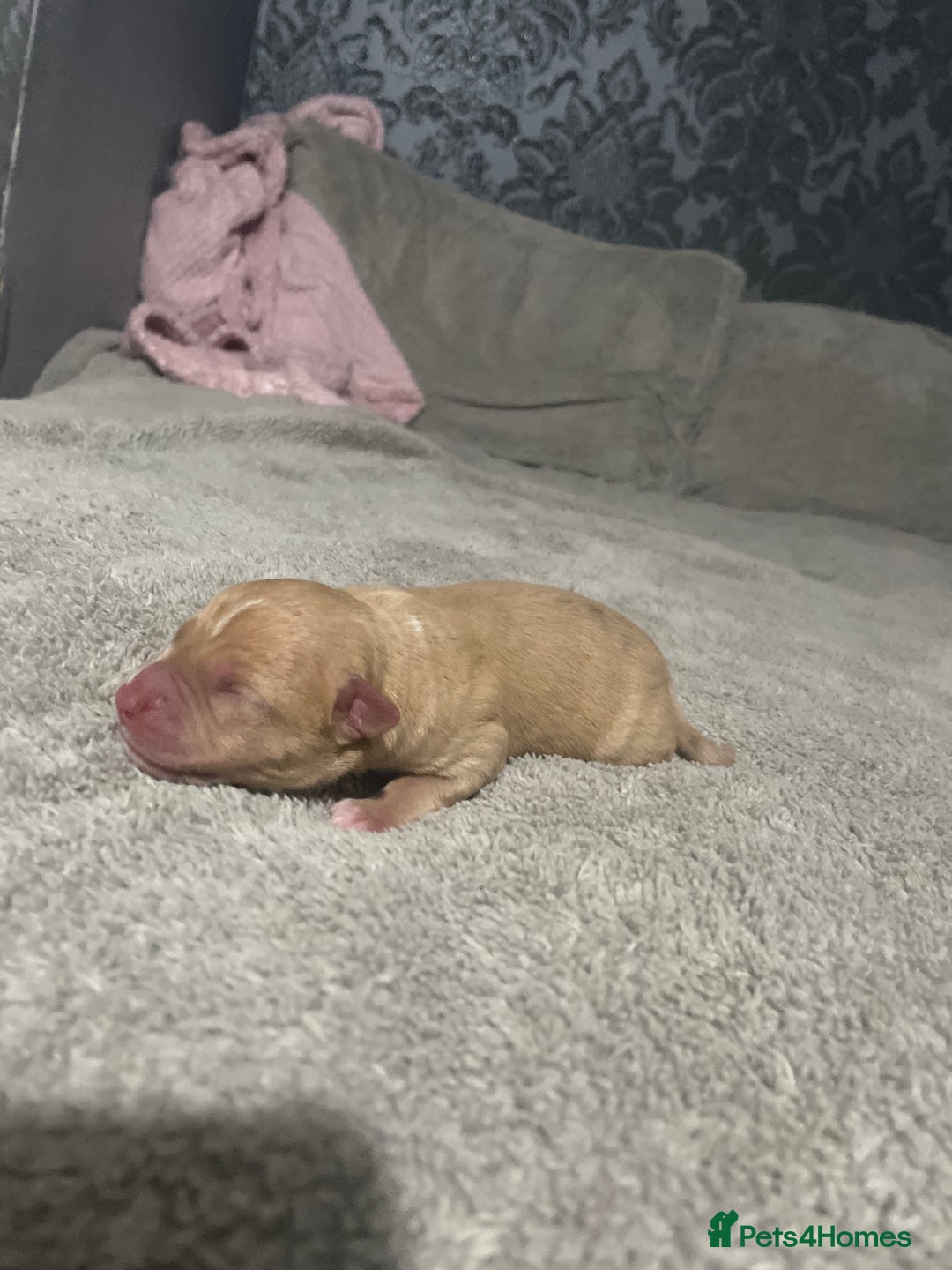 Mixed Breed dogs for sale: American bully X American bulldog puppies  - Advert 4