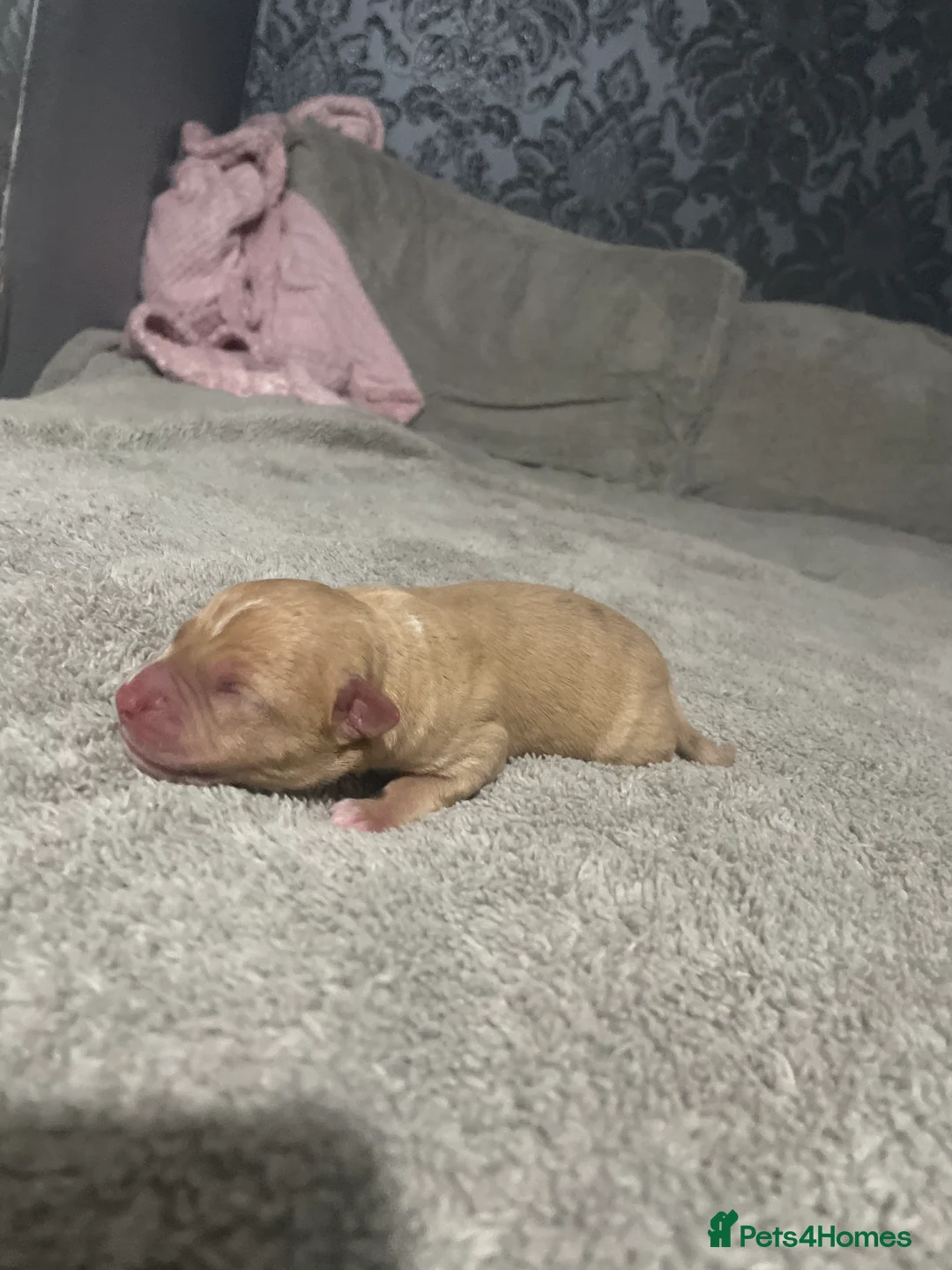 Mixed Breed dogs for sale: American bully X American bulldog puppies  - Advert 13