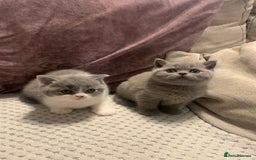 British Shorthair cats for sale: Blue Male BSH kitten  - Image 2
