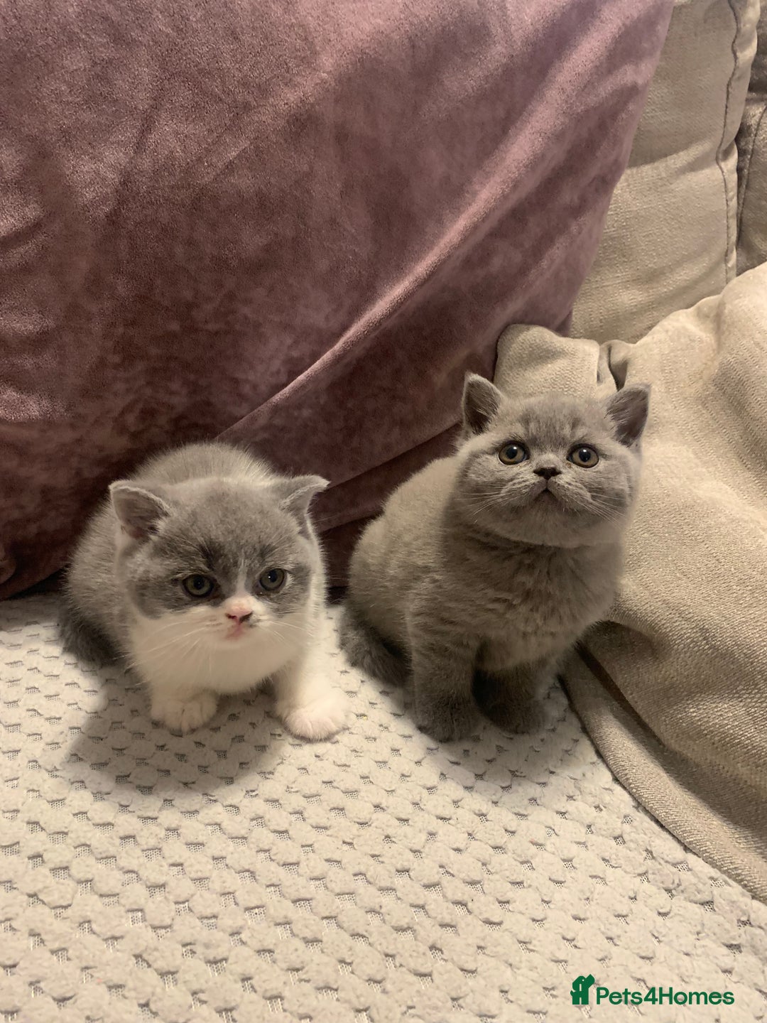 British Shorthair cats for sale: Blue Male BSH kitten  - Image 2