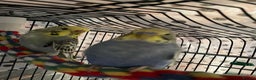 Budgerigars birds for sale: Beautiful hand tame babies budgies  - Advert 1