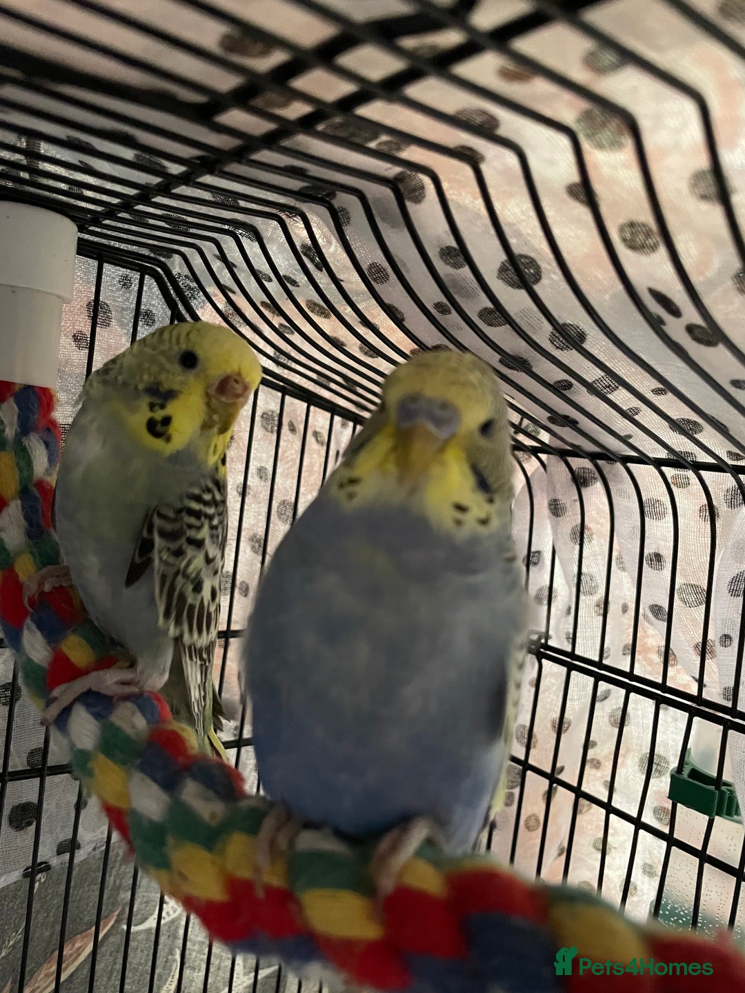 Budgerigars birds for sale: Beautiful hand tame babies budgies  - Advert 1