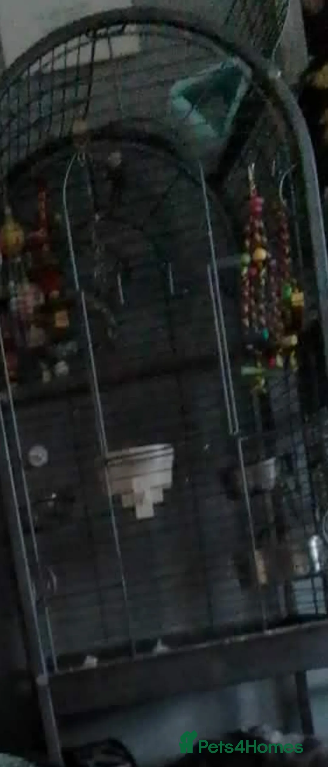 Macaws birds for sale: Male macaw  - Advert 2