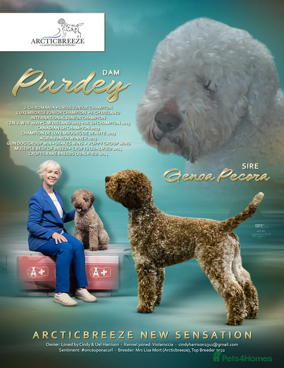 Lagotto Romagnolo dogs for sale: White with peach markings  - Advert 10