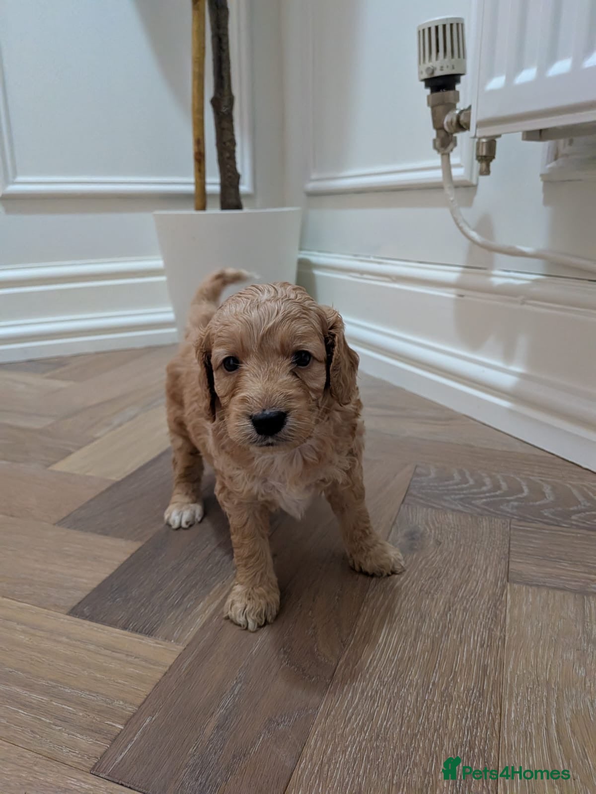 Cockapoo dogs Stunning F1b Toy Cockapoo’s - Advert 18