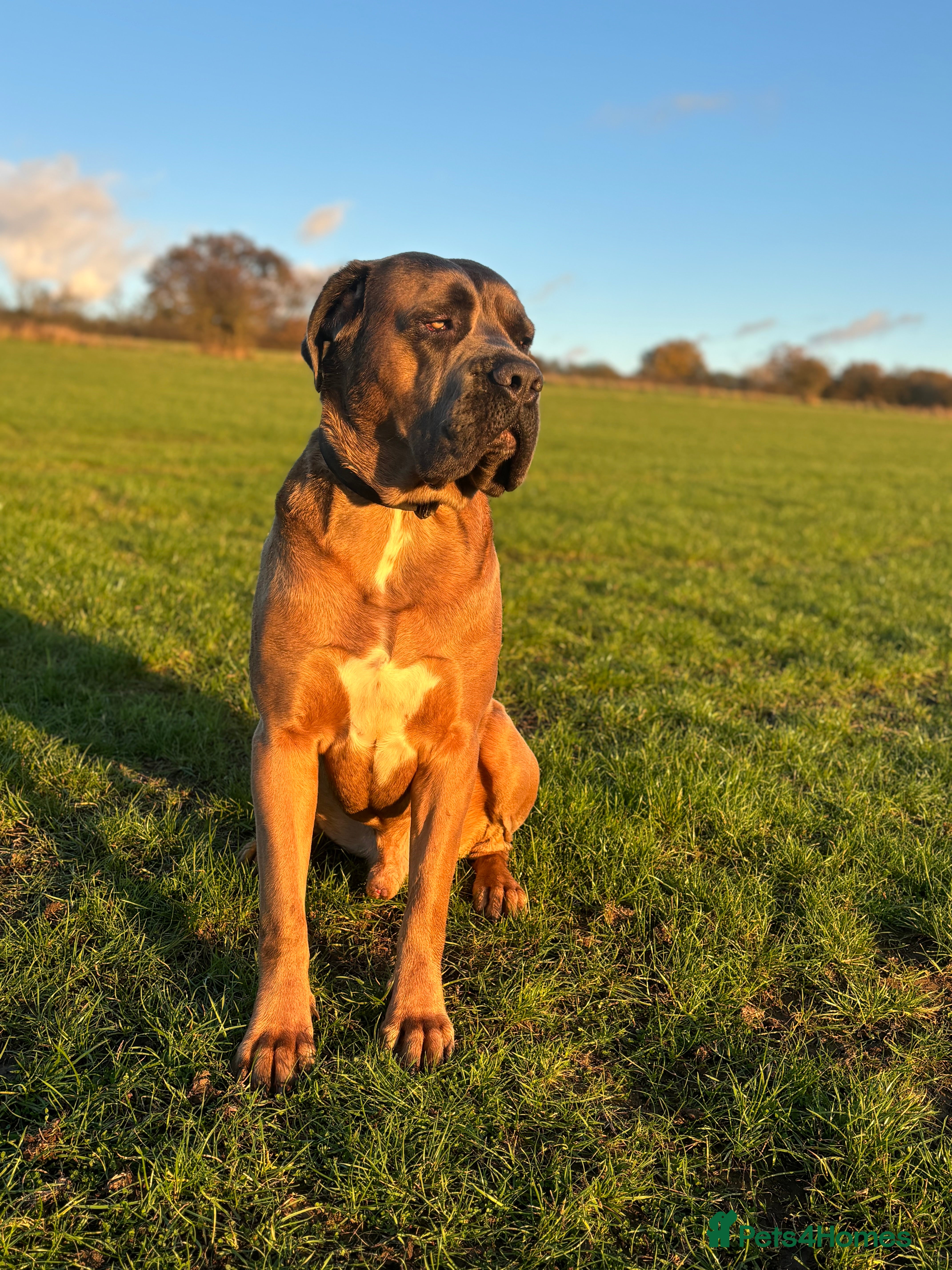 Cane Corso dogs 🔥Exceptional Formentino Cane Corso For Stud!🔥 in Waltham Abbey - Advert 5