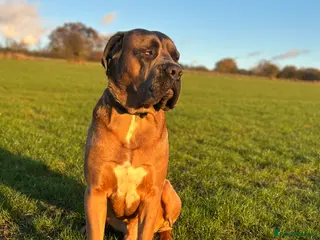 Cane Corso dogs 🔥Exceptional Formentino Cane Corso For Stud!🔥 in Waltham Abbey - Advert 1