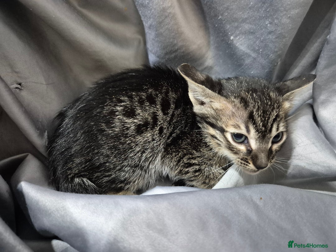 Serengeti cats for sale: Seringetti kittens (Bengal/oriental) - Advert 6