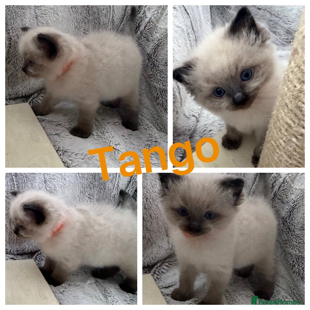 Ragdoll cats for sale: GCCF Exceptional Pedigree Ragdolls 🌸 - Advert 28
