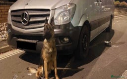 Belgian Shepherd Dog dogs for sale: Adorable 9 Week Old Belgian Malinois Puppy - Image 6