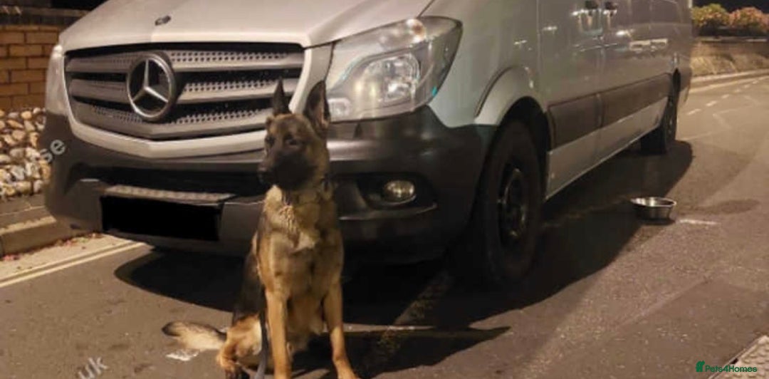 Belgian Shepherd Dog dogs for sale: Adorable 9 Week Old Belgian Malinois Puppy - Image 6