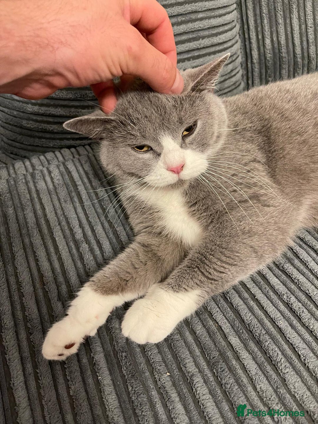 British Shorthair cats for sale: Stunning retired queen for sale - Advert 6