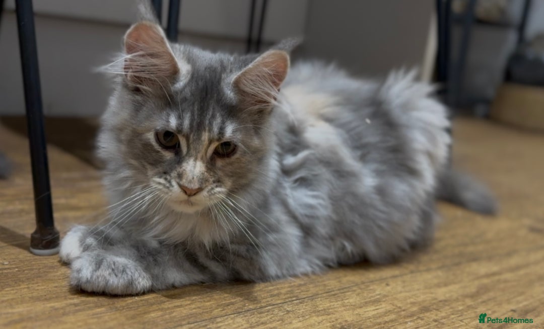 Maine Coon cats for sale: Maine coon kittens•Ready to leave•Fully vaccinated - Image 17