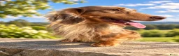 Miniature Dachshund dogs for stud: ✨HECTOR✨ MINI LONG HAIRED✨ CHOCOLATE DAPPLE ✨ - Advert 3
