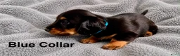 Dachshund dogs for sale: 3 beautiful temperament miniature dachshunds - Advert 4
