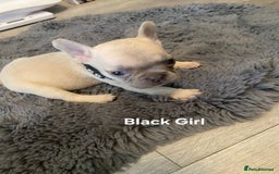 French Bulldog dogs for sale: beautiful chunky French bulldog puppies  - Image 12