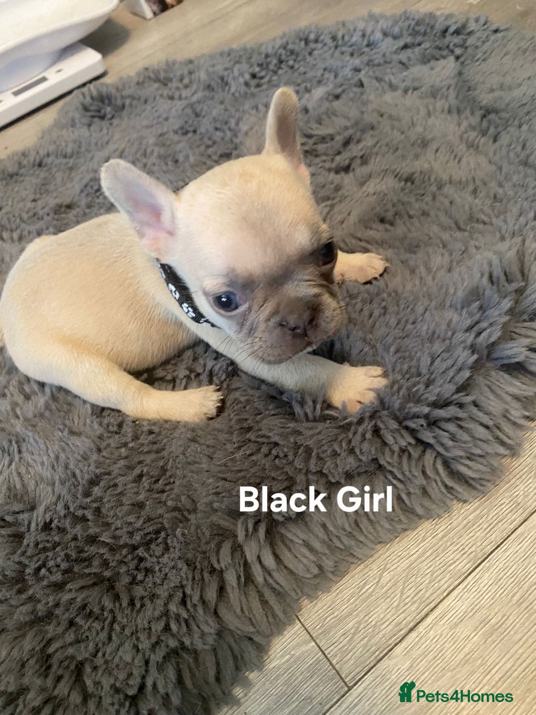 French Bulldog dogs for sale: beautiful chunky French bulldog puppies  - Image 12
