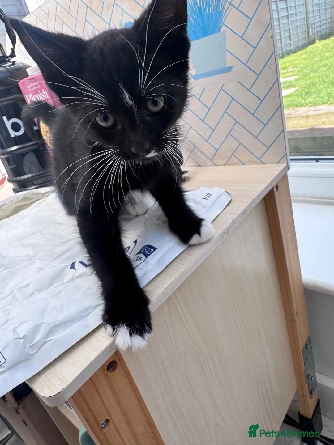 Mixed Breed cats for sale: 2 Kittens for sale  - Advert 1
