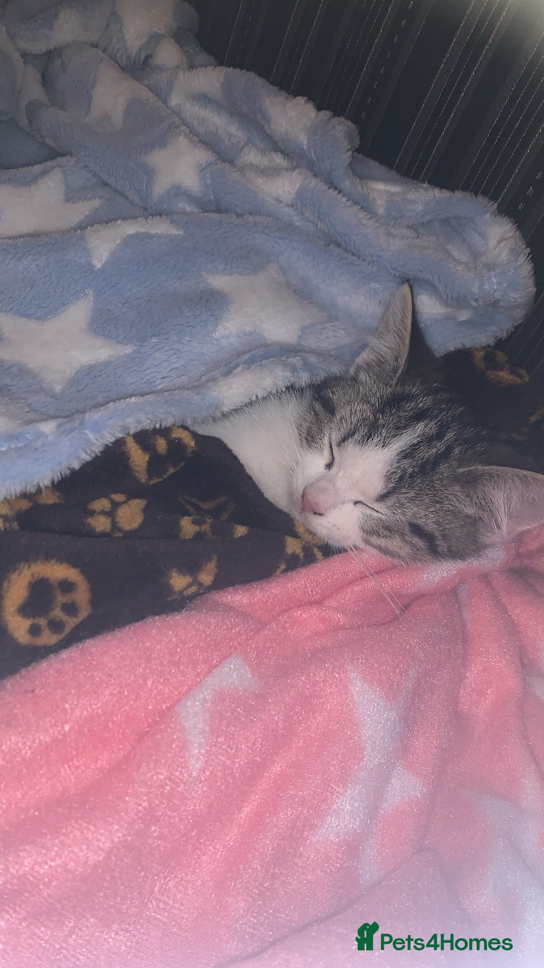 Mixed Breed cats for sale: Beautiful kitten for sale  - Advert 7