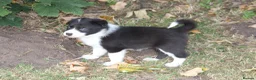 Border Collie dogs for sale: Border Collie Puppies for Sale - Advert 23