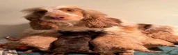 Cockapoo dogs for sale:  Litter of three beautiful Cockapoo puppies  - Advert 6