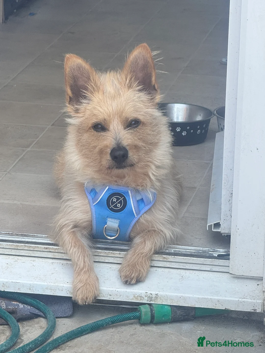 Chorkie dogs for sale: Rehoming max - Advert 2