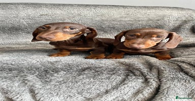 Dachshund dogs - Advert 4