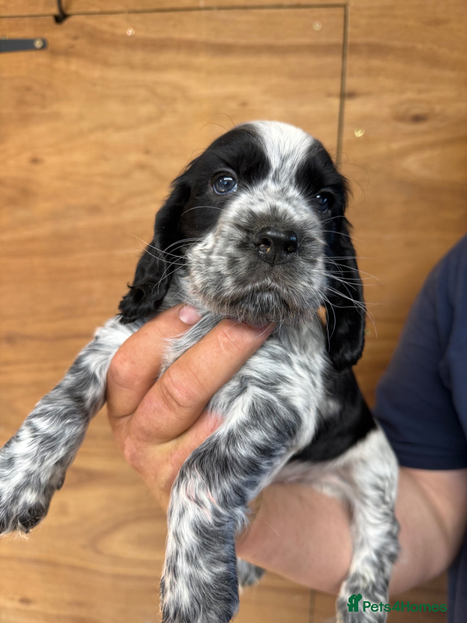 Cocker Spaniel Puppy 5