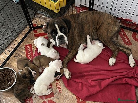 Boxer dogs  KC GENERATIONS CHAMPION LINES BOXER PUPS!! - Advert 7