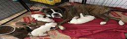 Boxer dogs for sale:  KC GENERATIONS CHAMPION LINES BOXER PUPS!! in Leicester - Advert 1