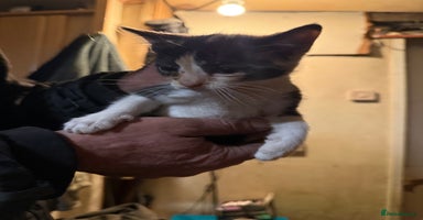 Mixed Breed cats - Advert 12