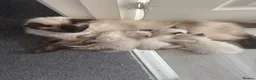Ragdoll cats for sale: Beautiful sealpoint ragdoll kittens in Cannock - Advert 8