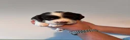English Springer Spaniel dogs for sale: Pedigree English Springer Spaniel Puppies - Advert 22