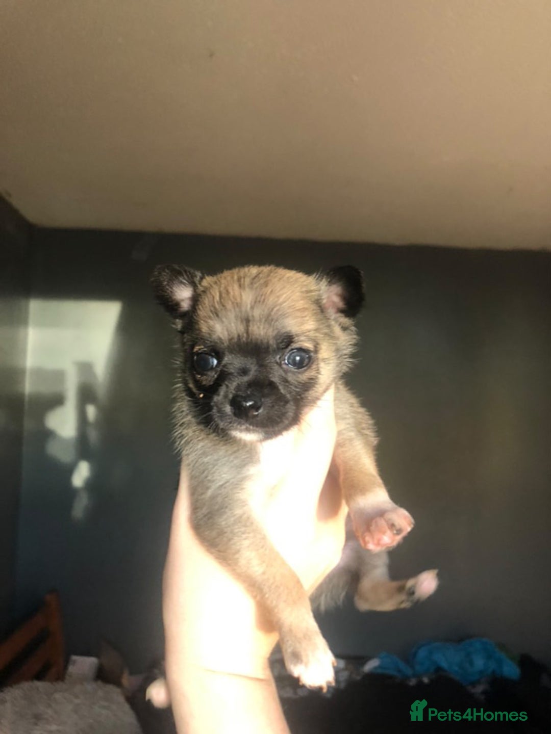 Pomchi dogs for sale: 🐾MALE POMCHI PUPPIES🐾 - Advert 36