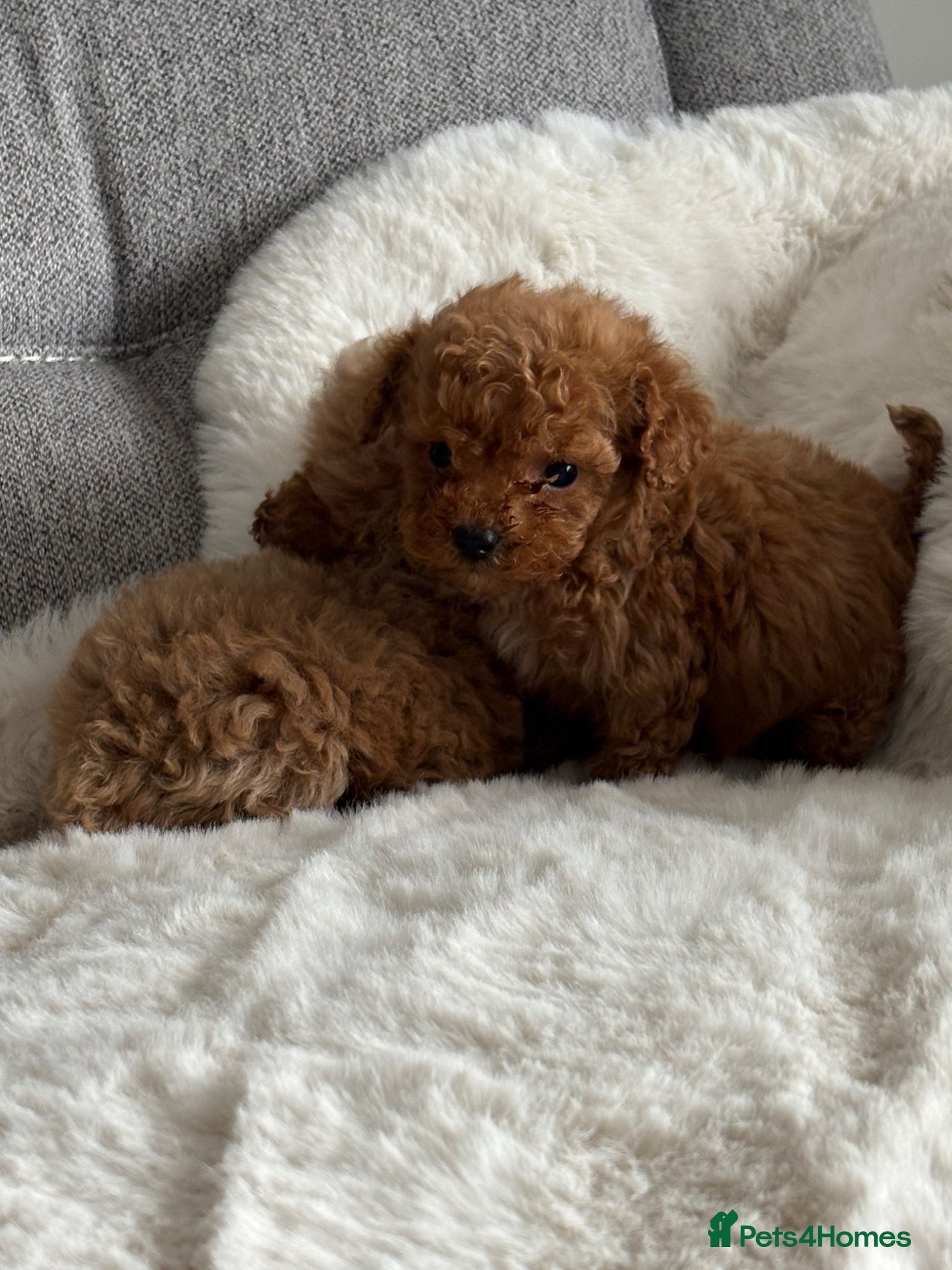 Cockapoo dogs True miniature F1b cockapoos - Advert 15