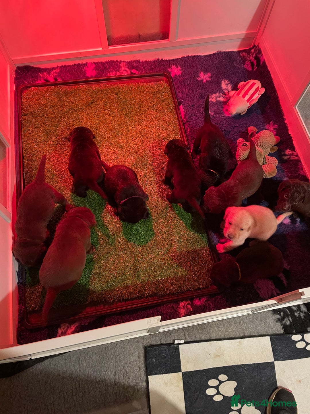 Labrador Retriever dogs for sale: KC registered Labrador pups - Advert 3