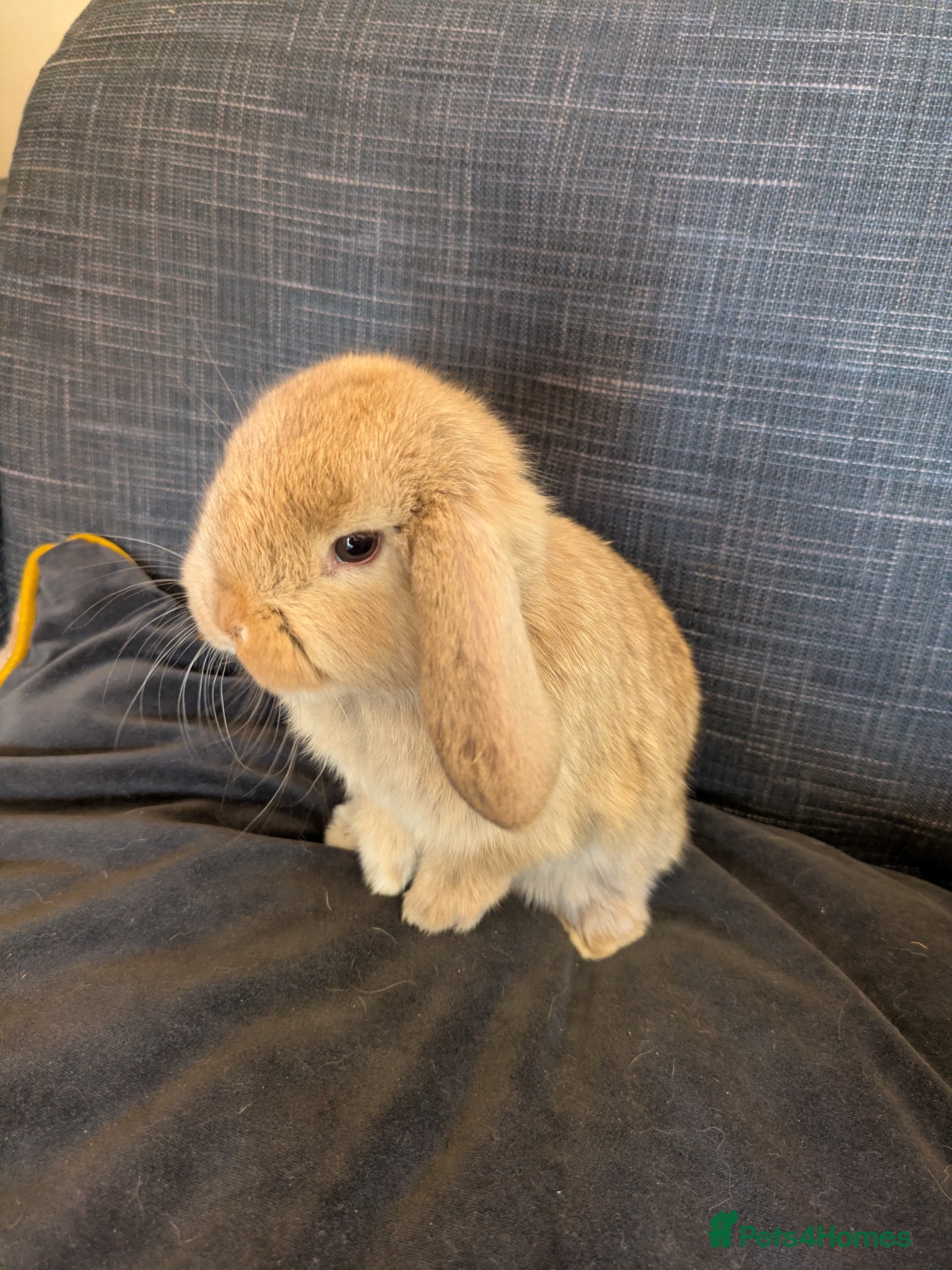 Mini Lop rabbits 1 beautiful baby mini lop ready to reserve! - Advert 1