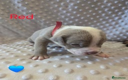 Mixed Breed dogs for sale: Old english bulldross cross american bulldog 😍❤️  - Advert 9