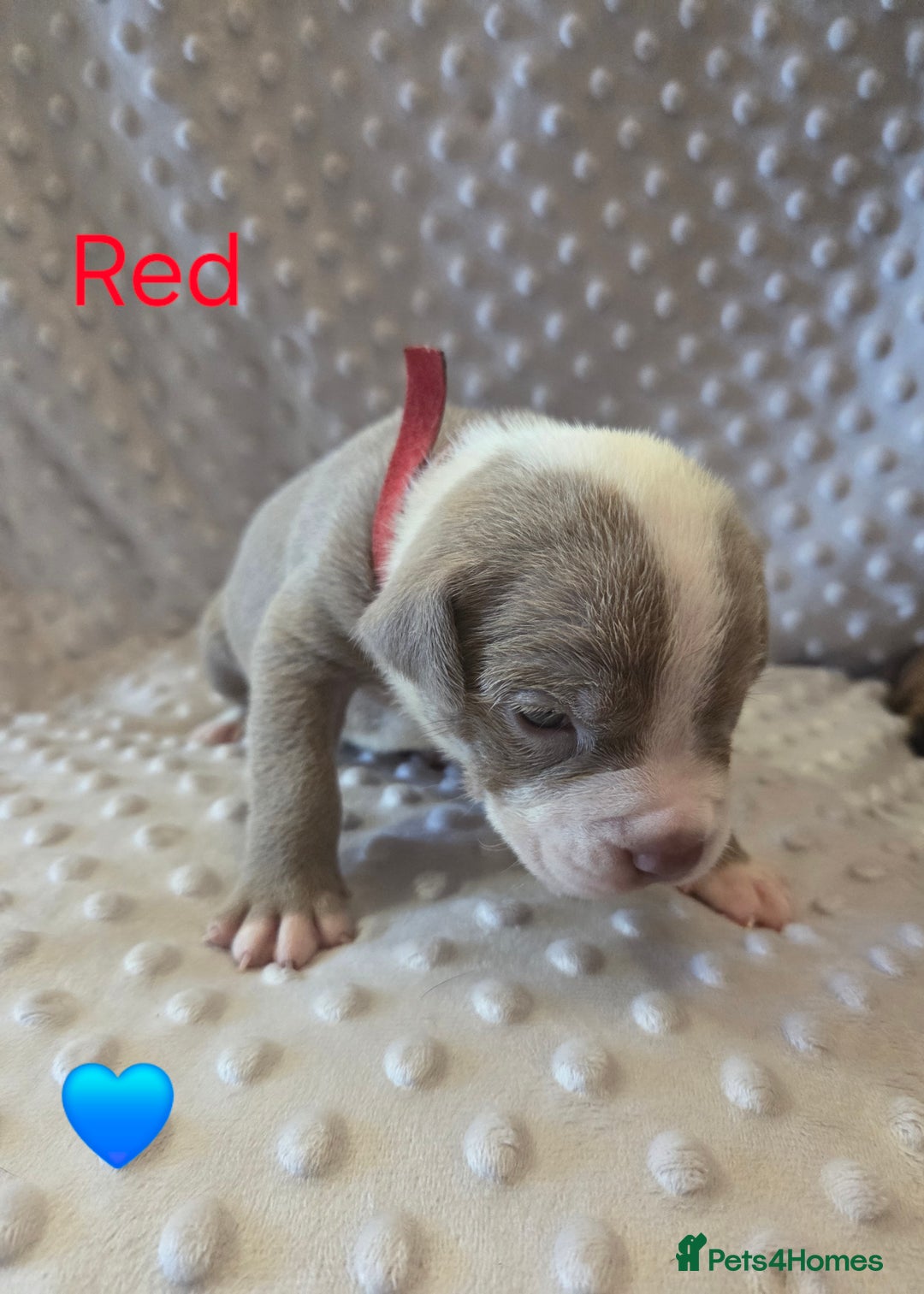 Mixed Breed dogs for sale: Old english bulldross cross american bulldog 😍❤️  - Advert 9