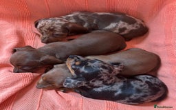 Miniature Dachshund dogs for sale: 🐾 4 Adorable Miniature Dachshund Puppies!  🐾 - Image 2
