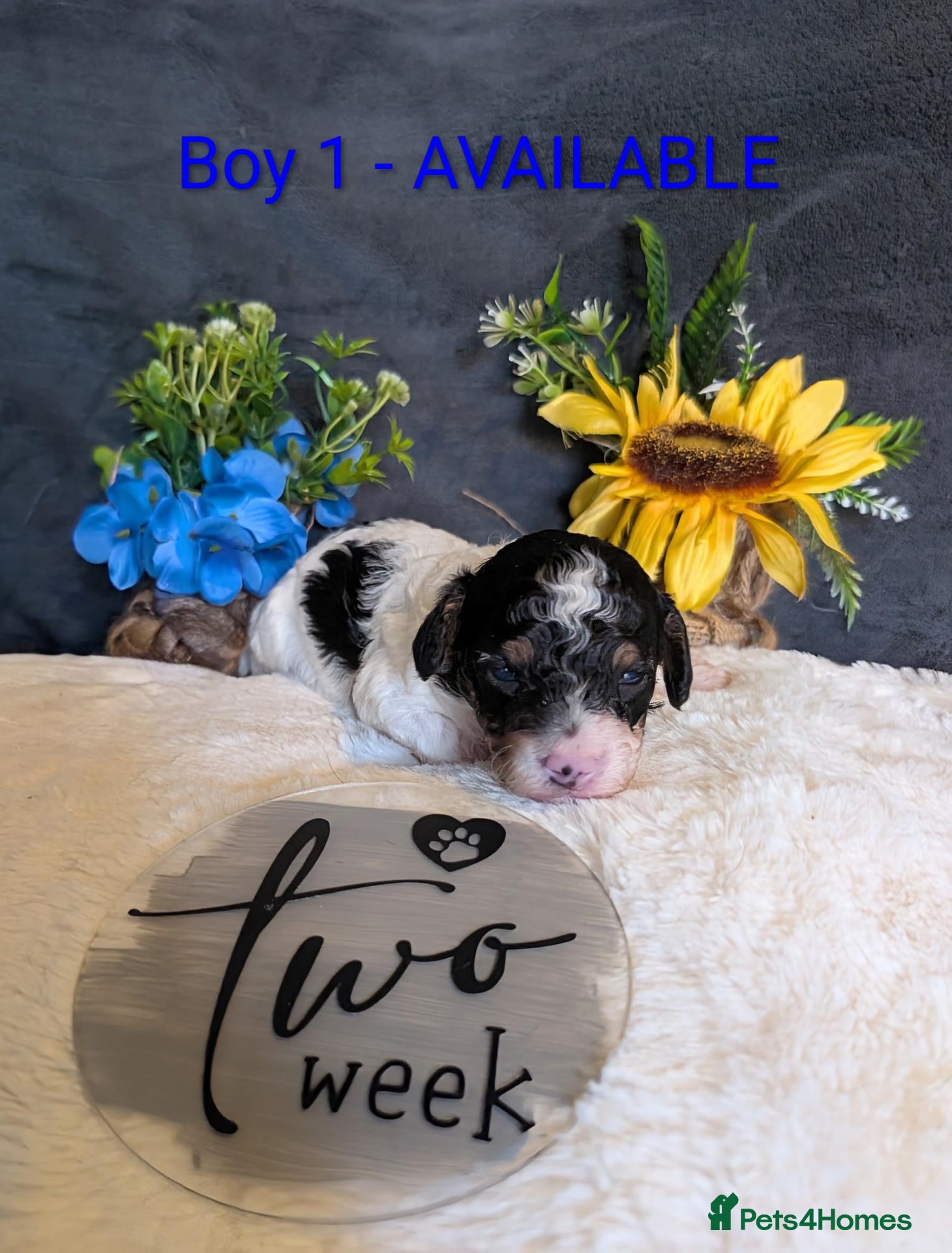 Toy Poodle dogs Tri Parti Toy Poodle Boys. TWO LEFT TO RESERVE! - Advert 19