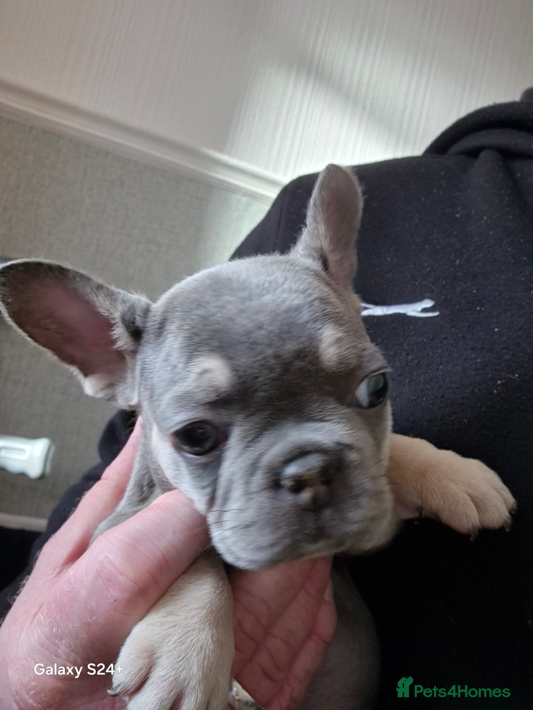 French Bulldog dogs for sale: Kc registered fluffy French Bulldog  - Advert 11
