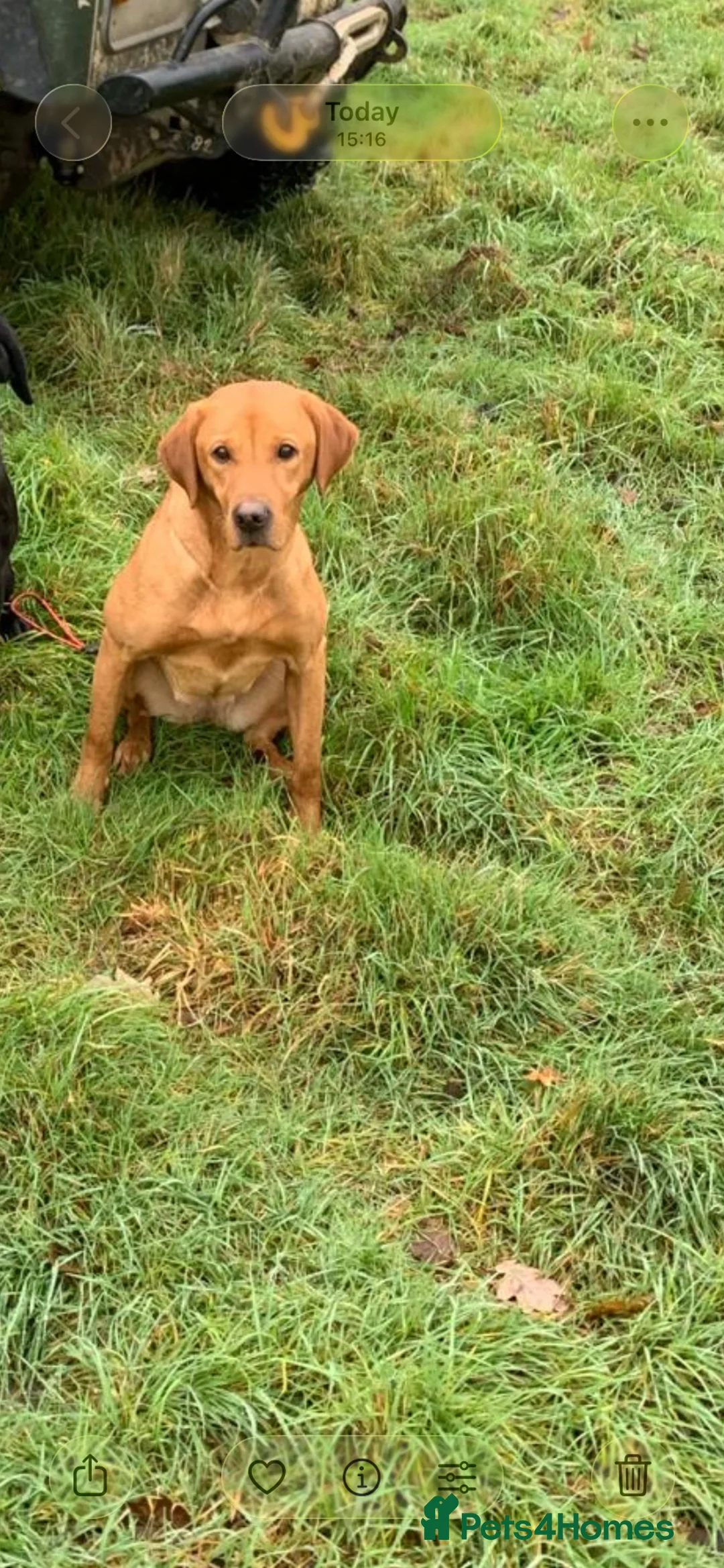 Labrador Retriever dogs for sale: Labrador puppies for sale - Advert 2