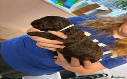 Cockapoo dogs for sale: F2 cockapoo’s (last girl) - Advert 21