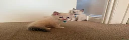 Ragdoll cats for sale: Purebred Ragdol Kitten - DNA Verified 100% - Advert 10