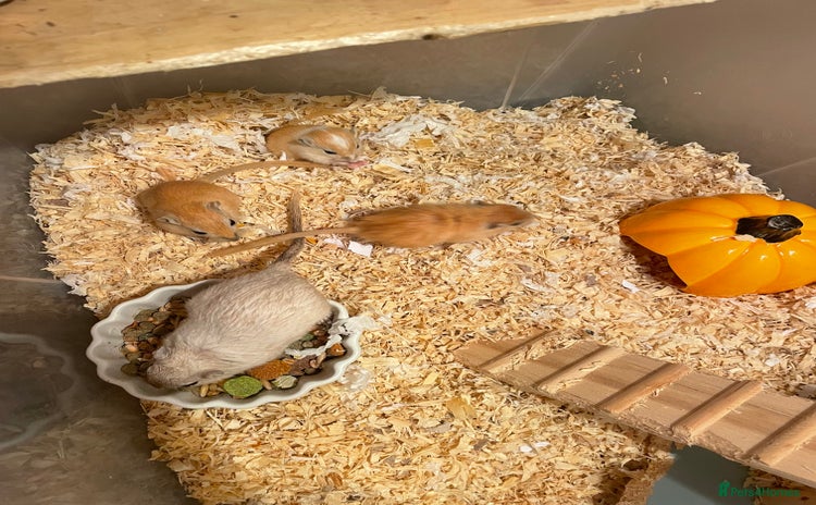 Gerbil rodents - Advert 4