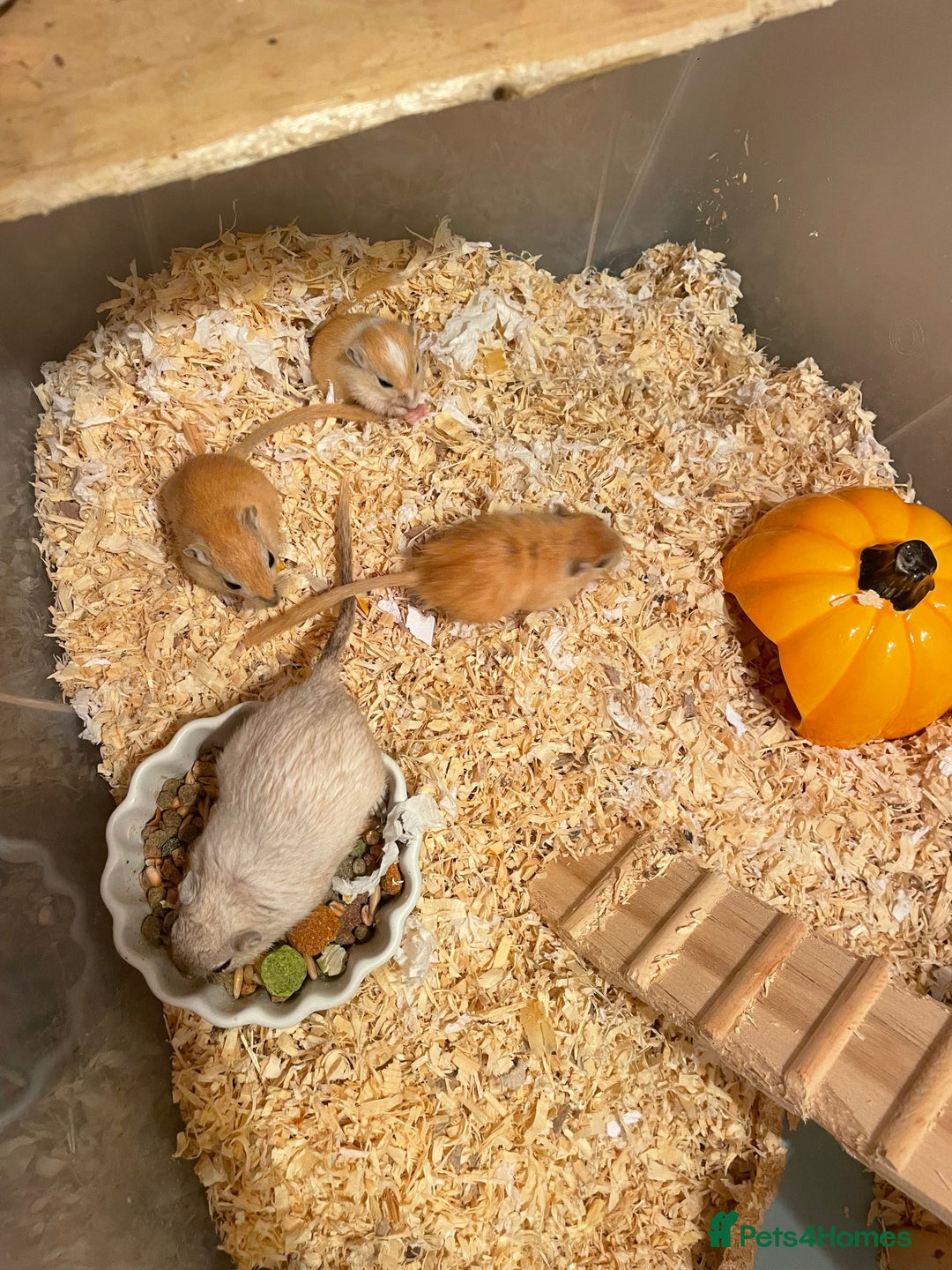 Gerbil rodents for sale: Mum and 3 baby gerbils and 2 boys  - Image 1