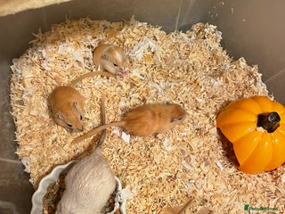 Gerbil rodents FREE Mum and 3 baby gerbils and 2 boys - Advert 15