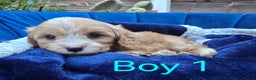 Cavapoo dogs for sale: Health Tested Quality F1 Cavapoo Puppies.  - Advert 10