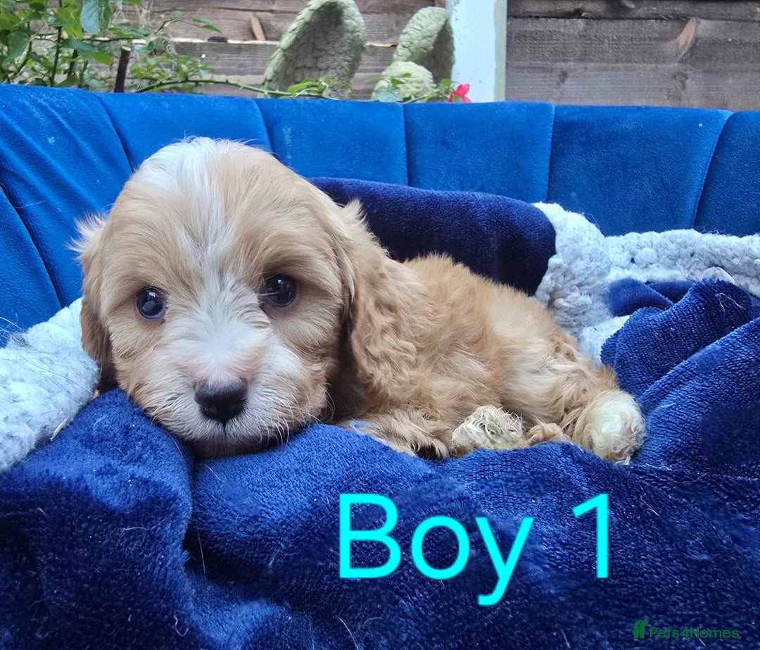 Cavapoo dogs for sale: Health Tested Quality F1 Cavapoo Puppies.  - Advert 10